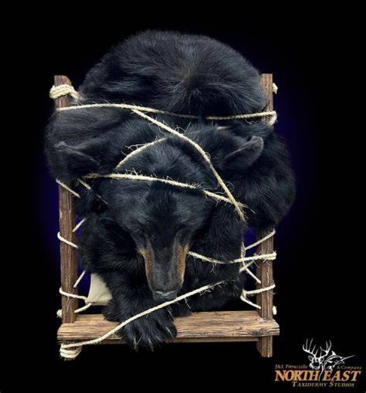 Bear Backpack Mounts Taxidermy