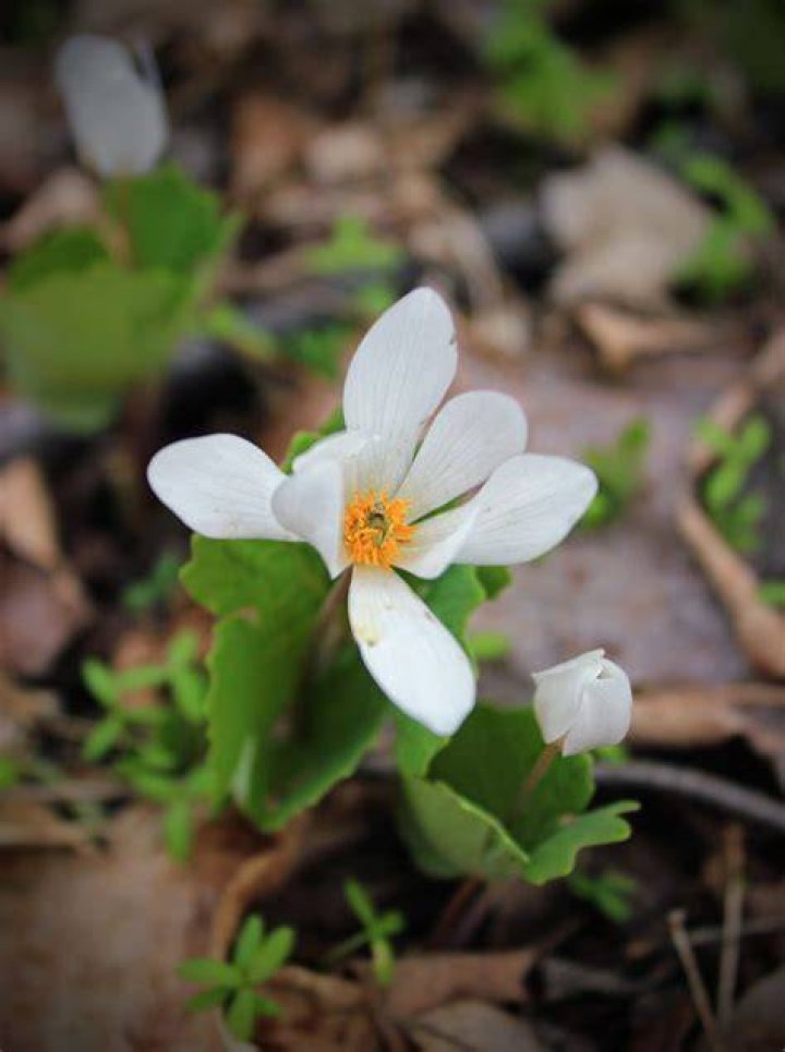 Bloodroot Flora, Plants, Flowers