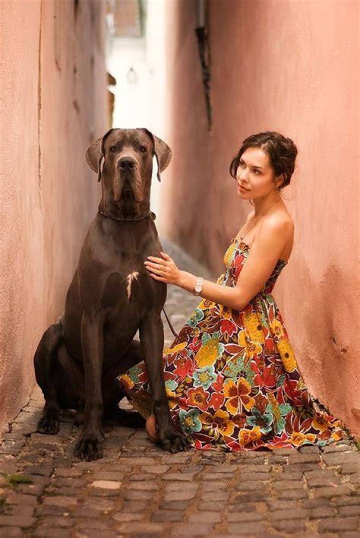 / by belu / 500px Great dane dogs, Great dane, Great dane puppy