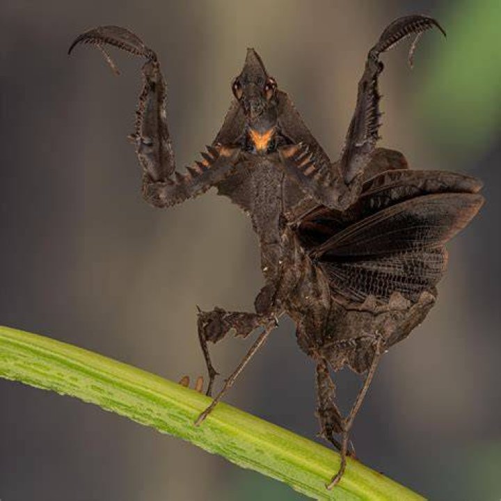 Darth Vader Mantis (Parablepharis kuhli asiatica) Small Exotic Farm