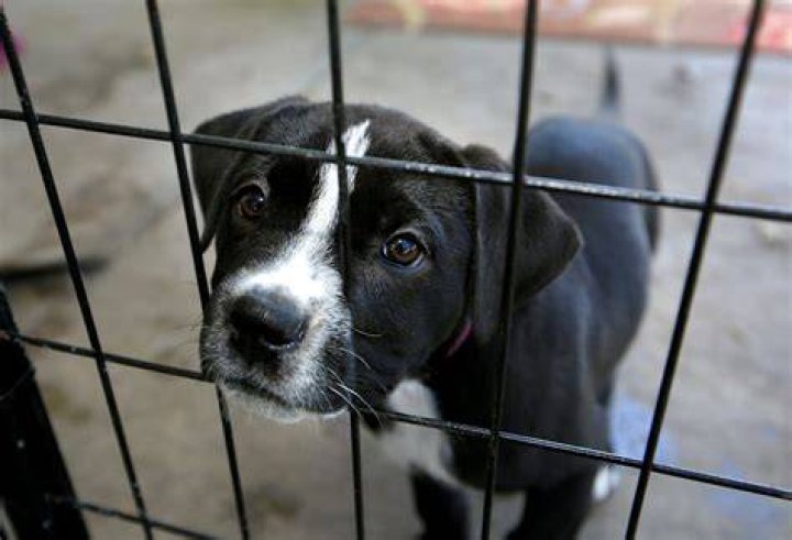 Deanna Molinaro Shelter Dogs, Animal Shelter, Animal Rescue, Auction