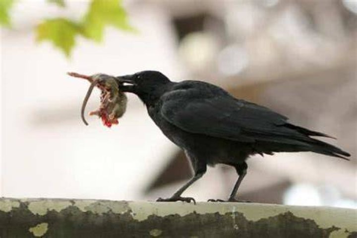 Do Crows Eat Chipmunks? Do They Attack Or Kill Them?