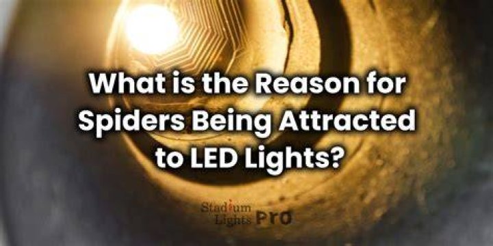 Do LED Lights Attract Spiders Best Guide & Top Review