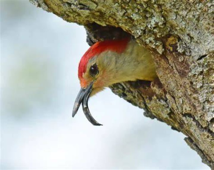 Do Woodpeckers Break Their Beaks?