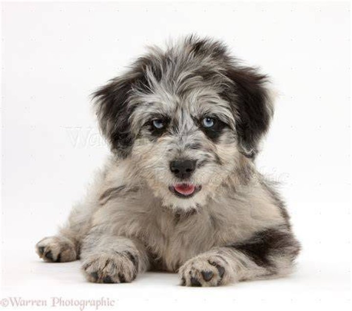 Dogs Blue merle Cadoodle puppy and Cavapoo photo WP40599