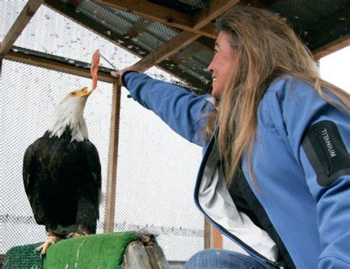 Eagle wounded by poacher gets new beak