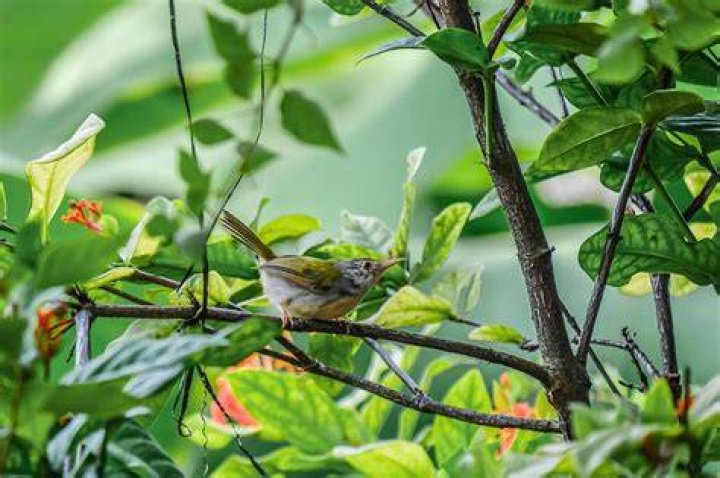 Free download bird, tree branch, bird park marlow, nature, parakeet