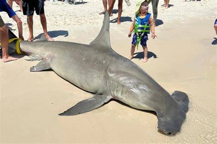 Hammerhead Shark at Miramar Beach in Destin, FL 8/5/2013 YouTube