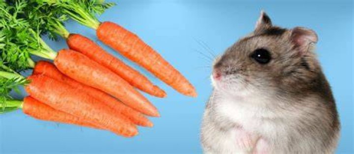 Hamsters and Carrots Do Hamsters Really Eat Carrots? PlantHD