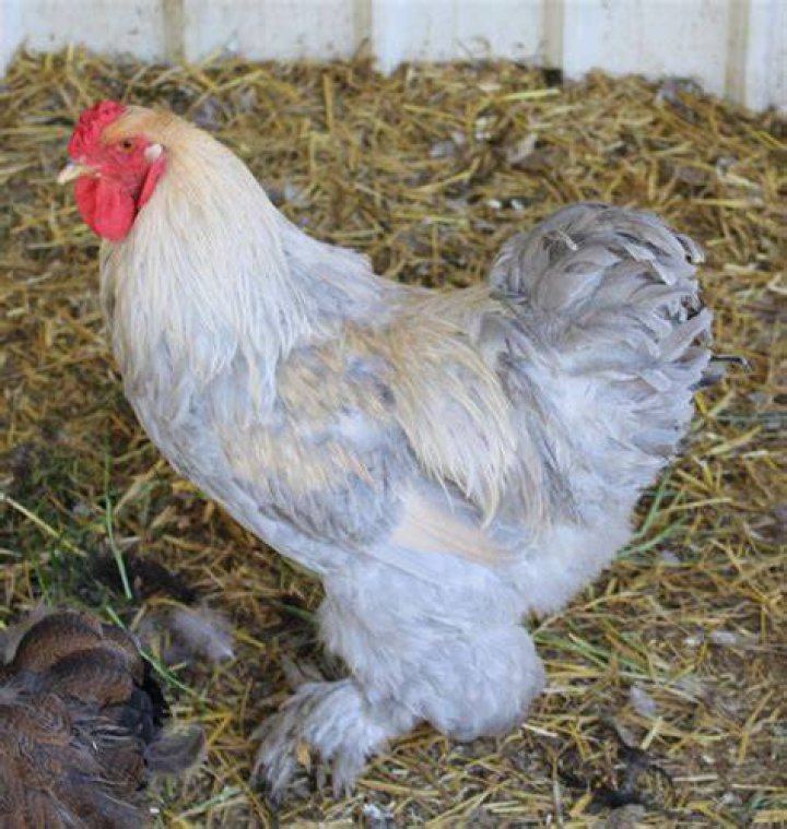 Isabel Brahma rooster P&aacute;vi