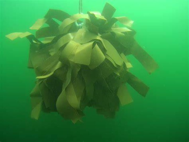 Kelp balls (NEW) NordicCover