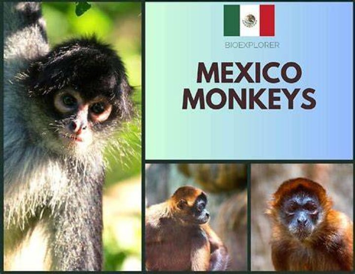 Monkey in Cancun Mexico Mexico, Cancun mexico, Cancun