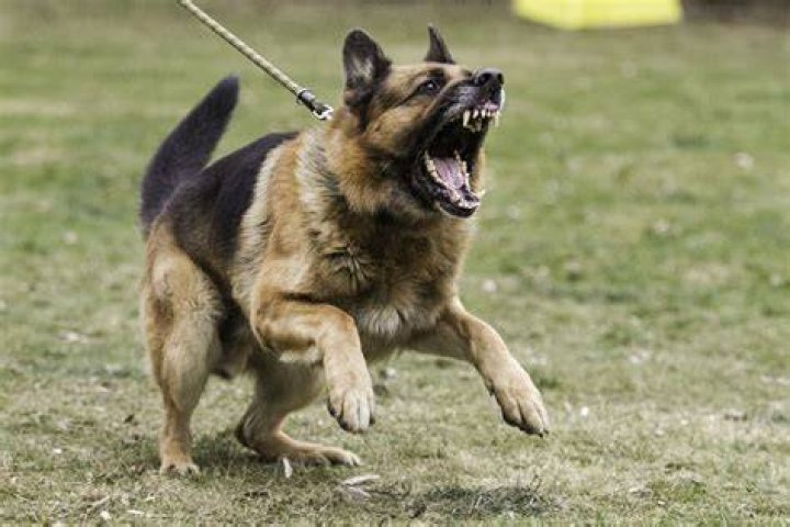 Offensive Dog Aggression Dog Training Nation