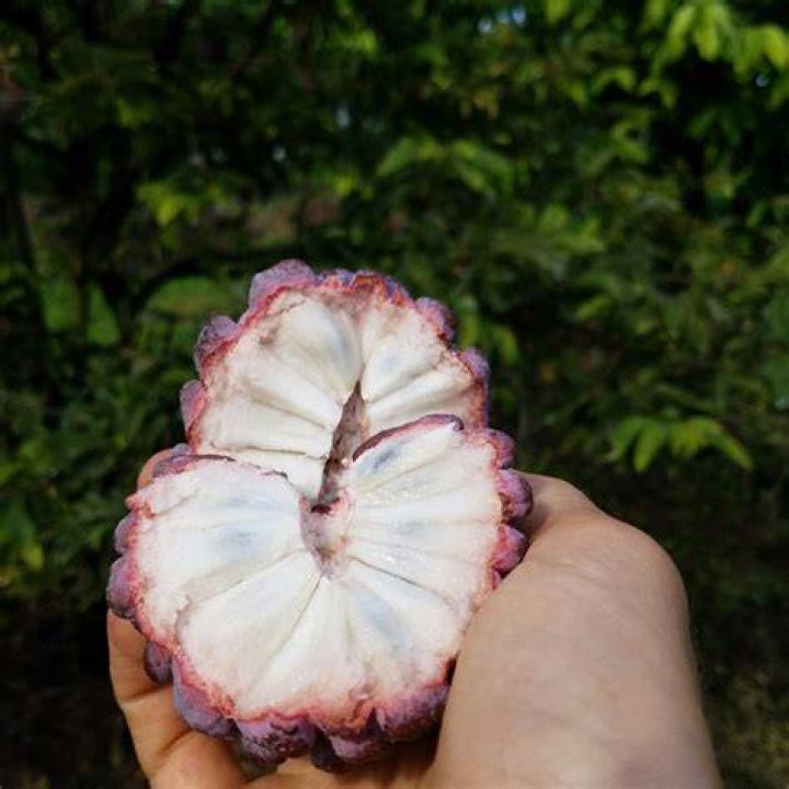 Purple Sugar Apple Miami Fruit