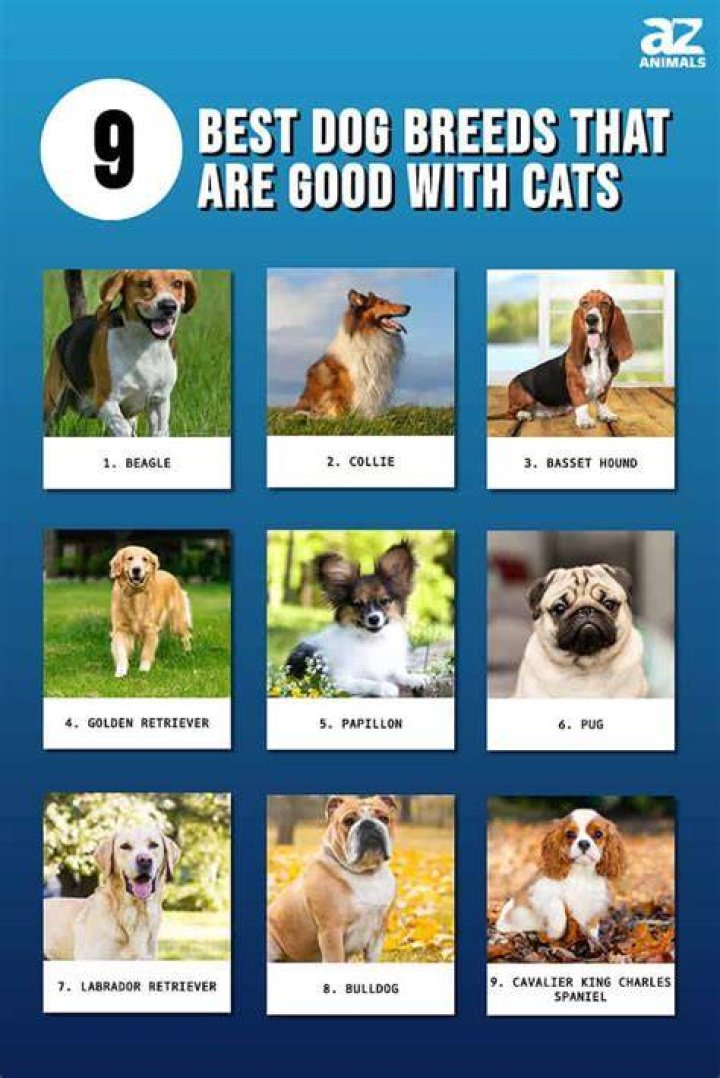 RANKED The 11 Best Dog Breeds Business Insider