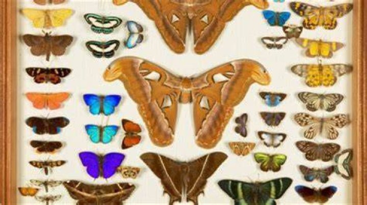 Unveiling The Multifaceted Ethnicity Of Stella Kidd: Discoveries And Insights