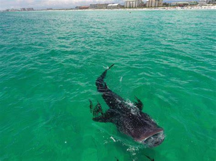 Whale Sharks in Destin