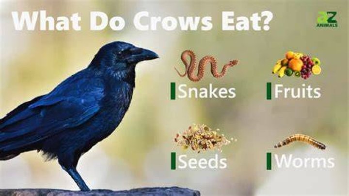 What do crows eat? 15+ Foods They'll Love!