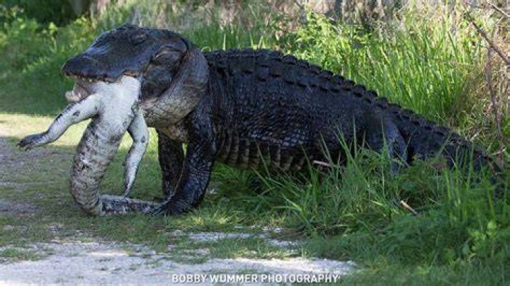 What Eats Alligators And Crocodiles?